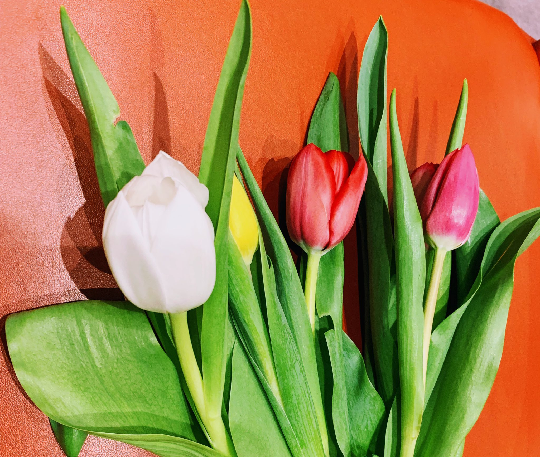 Detail Gambar Bunga Tulip Yang Sudah Diwarnai Nomer 41