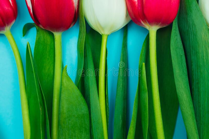 Detail Gambar Bunga Tulip Yang Sudah Diwarnai Nomer 49