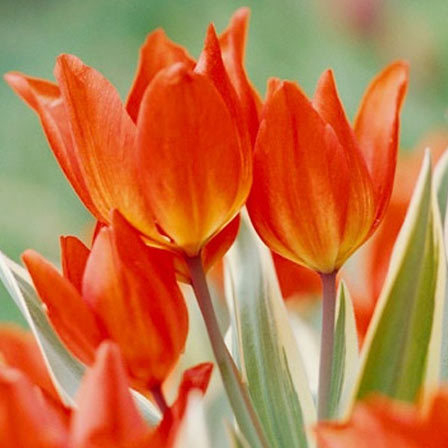 Detail Gambar Bunga Tulip Yg Indah Nomer 40