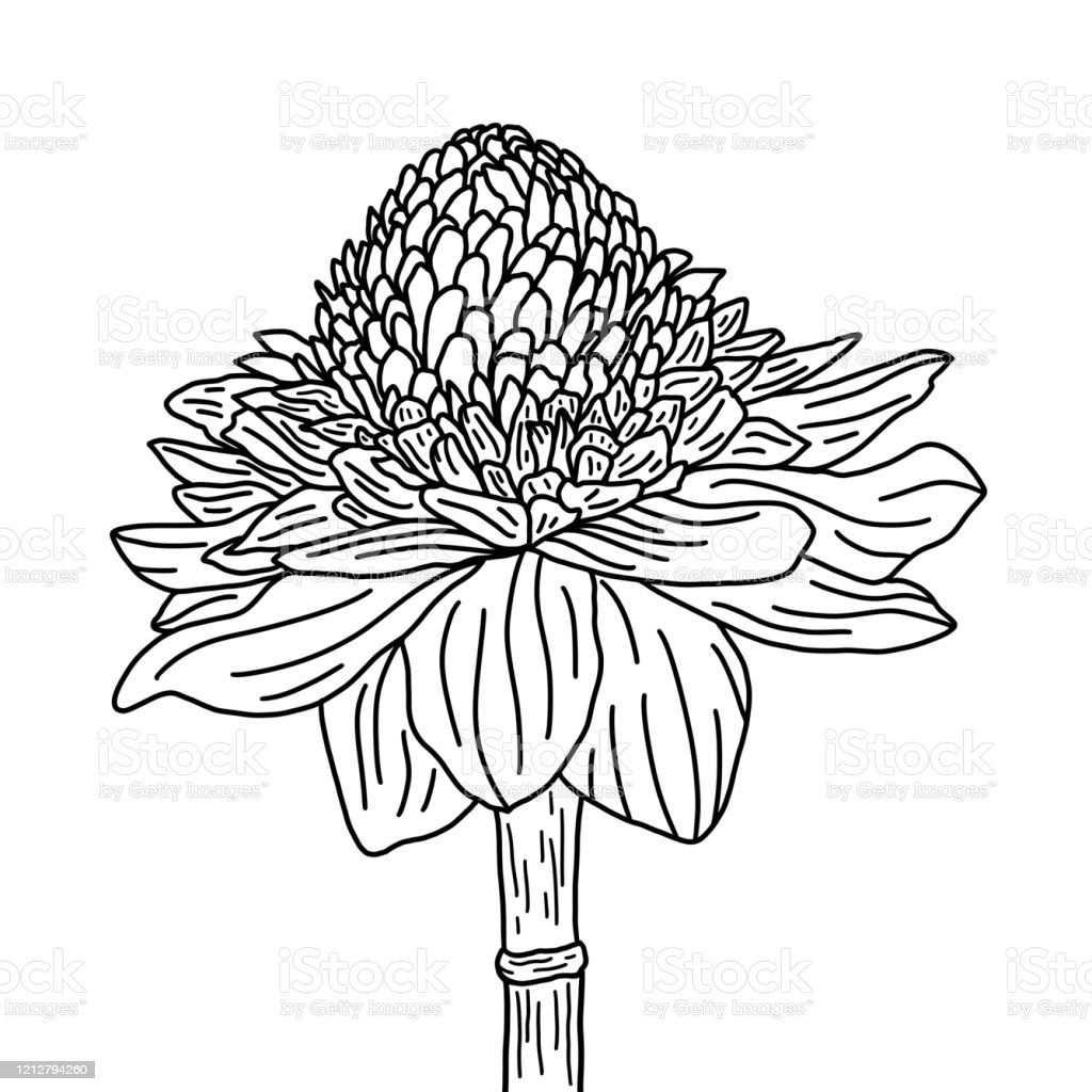 Gambar Bunga Tunggal Animasi Hitam Putih - KibrisPDR