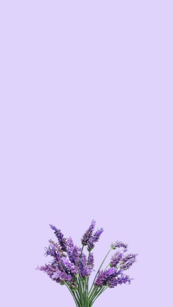 Detail Gambar Bunga Ungu Wallpaper Nomer 2