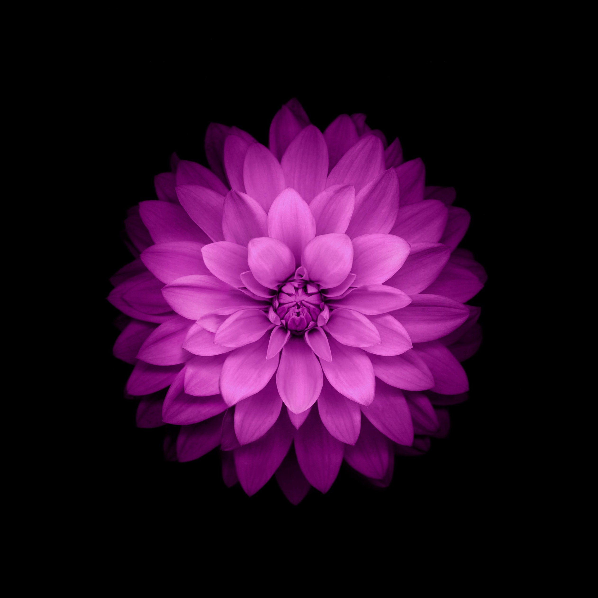 Detail Gambar Bunga Ungu Wallpaper Nomer 27