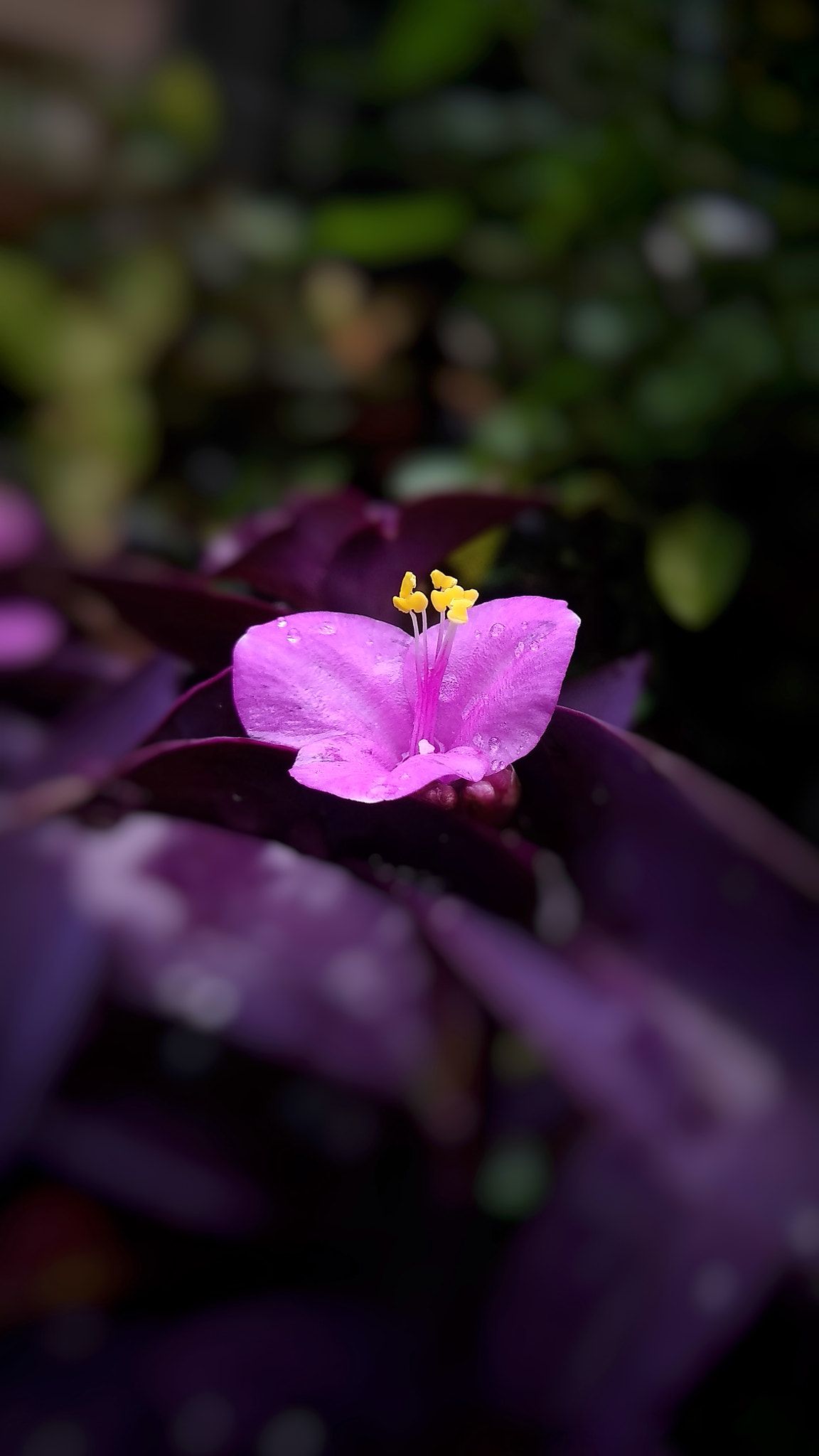 Detail Gambar Bunga Ungu Wallpaper Nomer 52