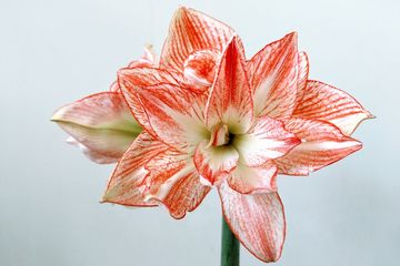 Detail Gambar Bunga Unik Didunia Nomer 50