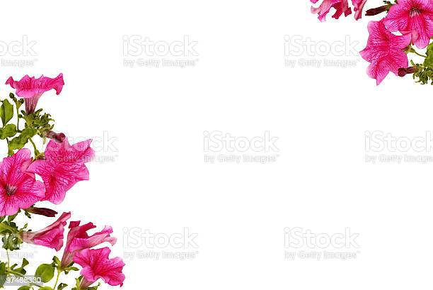 Detail Gambar Bunga Untuk Background Nomer 52