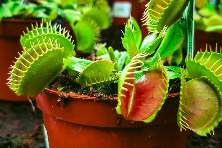 Gambar Bunga Venus Flytrap - KibrisPDR