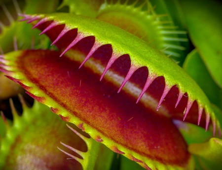 Detail Gambar Bunga Venus Flytrap Nomer 2