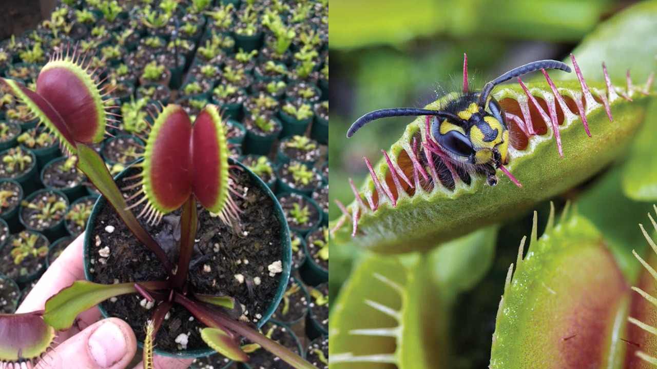 Detail Gambar Bunga Venus Flytrap Nomer 11