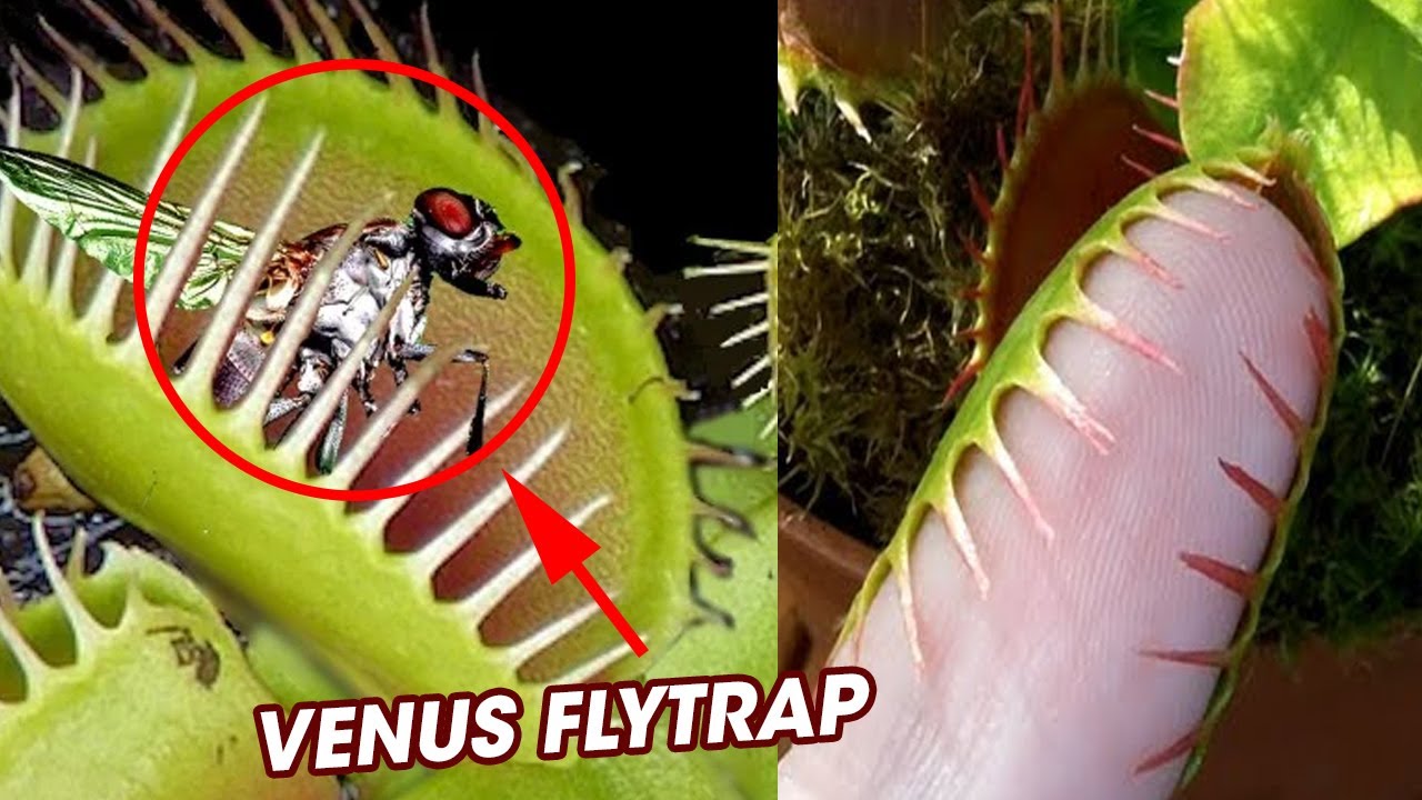 Detail Gambar Bunga Venus Flytrap Nomer 12