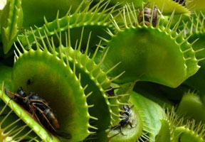 Detail Gambar Bunga Venus Flytrap Nomer 13