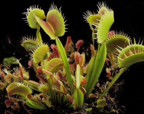 Detail Gambar Bunga Venus Flytrap Nomer 14