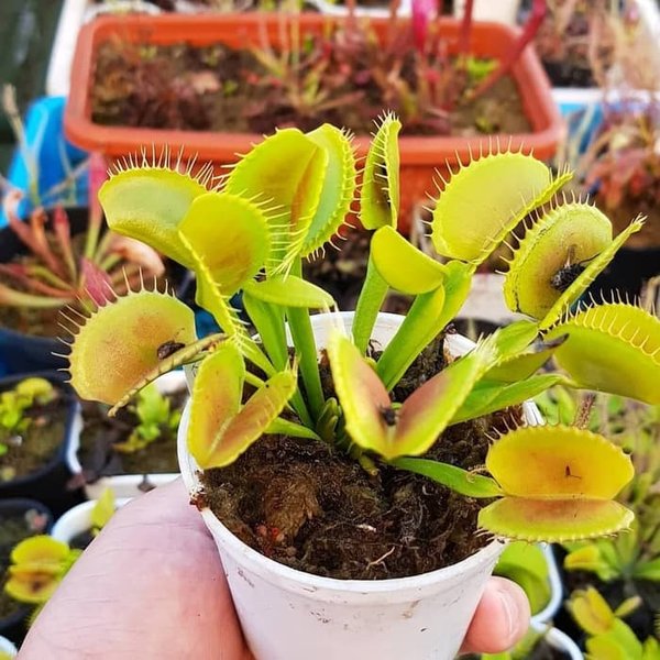 Detail Gambar Bunga Venus Flytrap Nomer 16