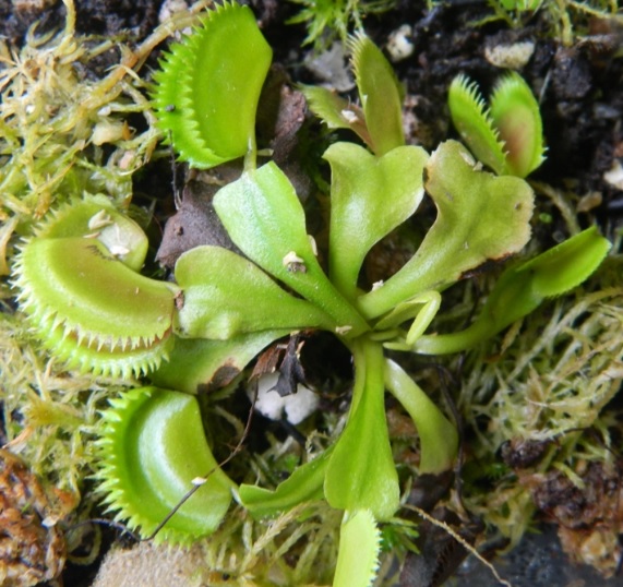 Detail Gambar Bunga Venus Flytrap Nomer 17