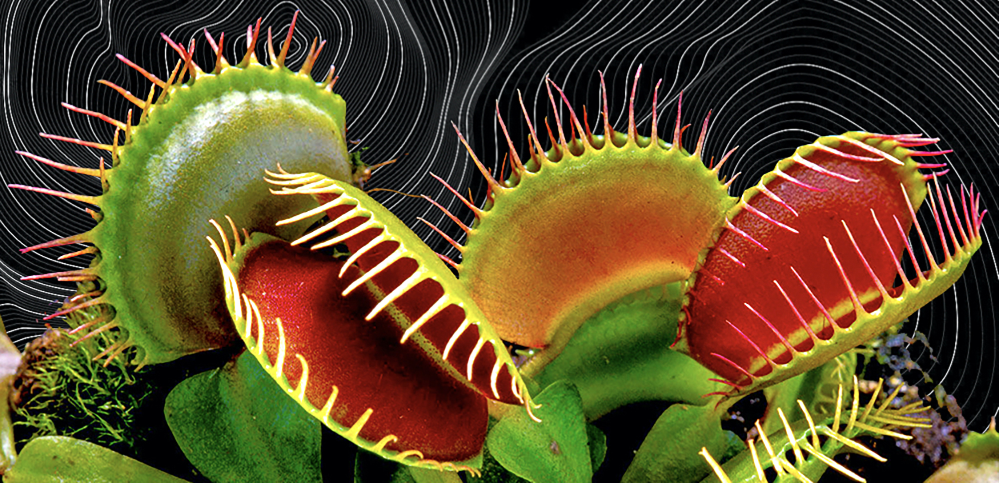 Detail Gambar Bunga Venus Flytrap Nomer 18
