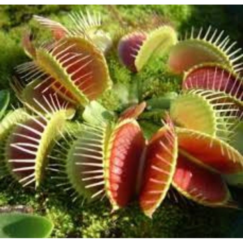 Detail Gambar Bunga Venus Flytrap Nomer 19