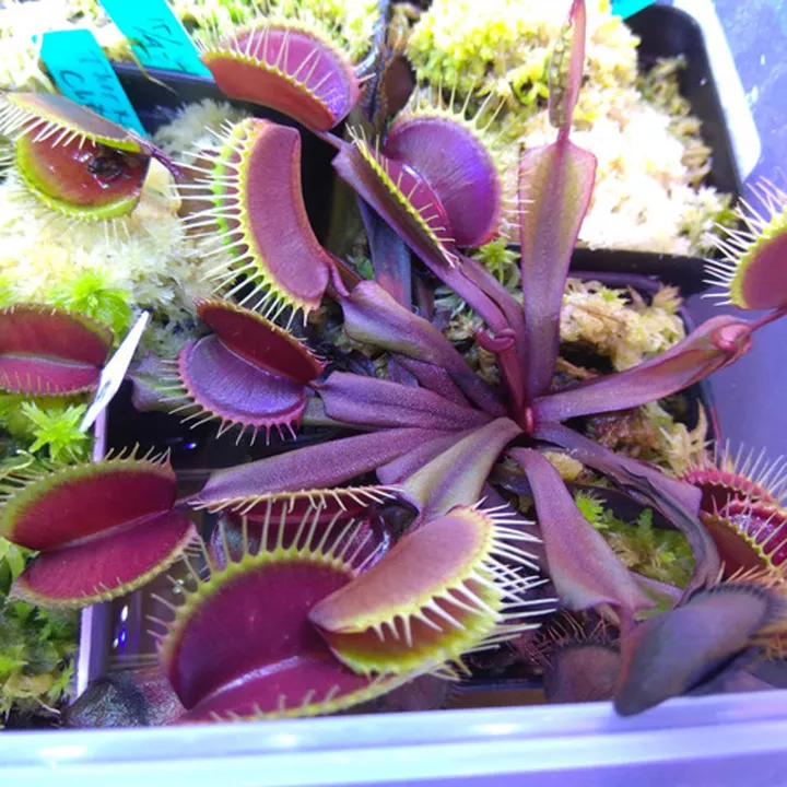 Detail Gambar Bunga Venus Flytrap Nomer 21