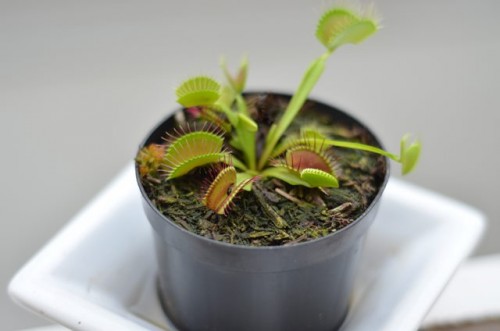 Detail Gambar Bunga Venus Flytrap Nomer 22