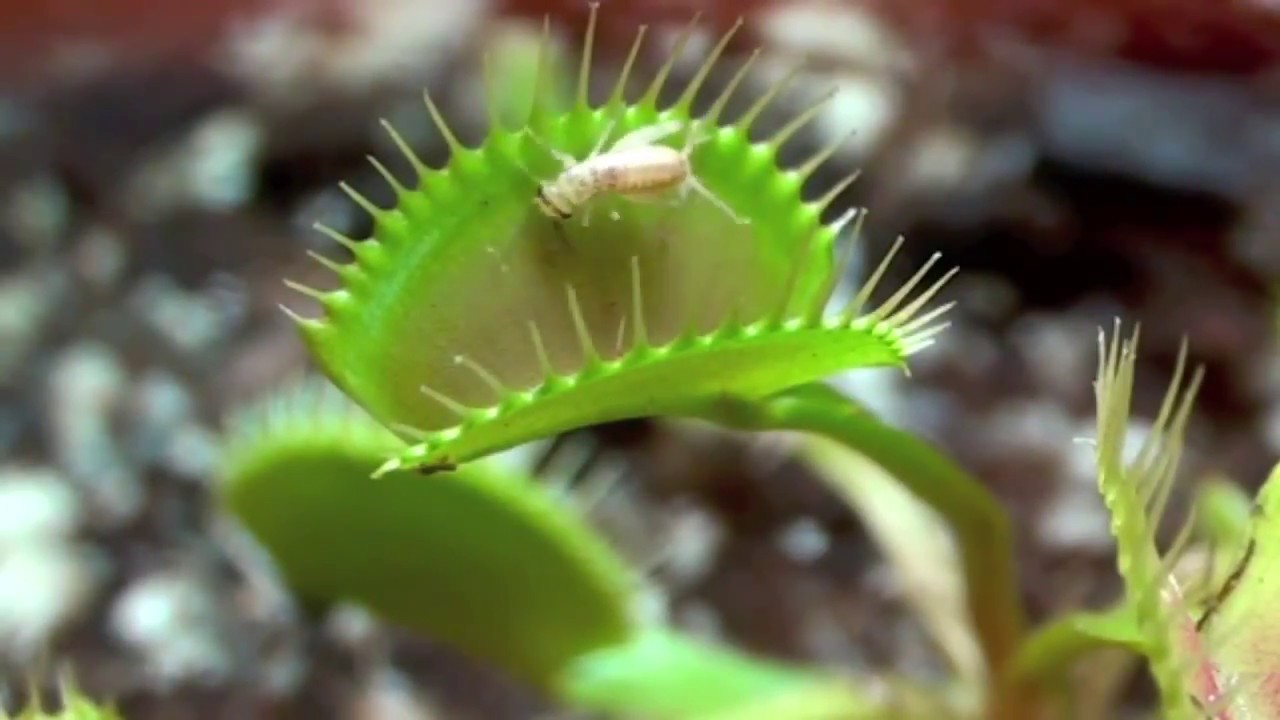 Detail Gambar Bunga Venus Flytrap Nomer 23