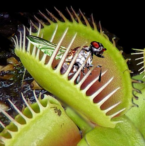 Detail Gambar Bunga Venus Flytrap Nomer 24