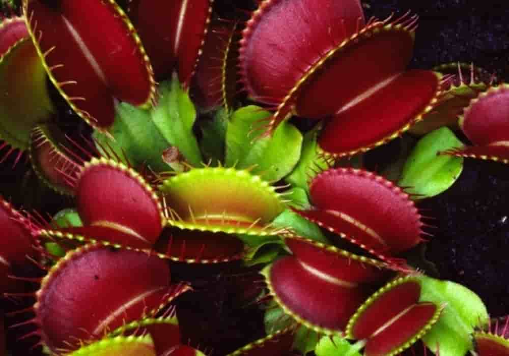 Detail Gambar Bunga Venus Flytrap Nomer 25