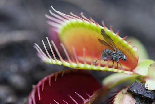 Detail Gambar Bunga Venus Flytrap Nomer 26