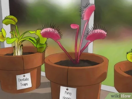 Detail Gambar Bunga Venus Flytrap Nomer 27