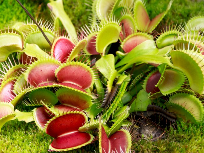 Detail Gambar Bunga Venus Flytrap Nomer 4