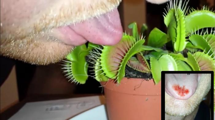 Detail Gambar Bunga Venus Flytrap Nomer 28