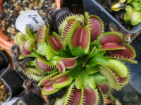 Detail Gambar Bunga Venus Flytrap Nomer 29