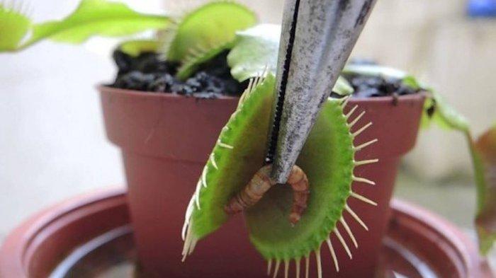 Detail Gambar Bunga Venus Flytrap Nomer 30