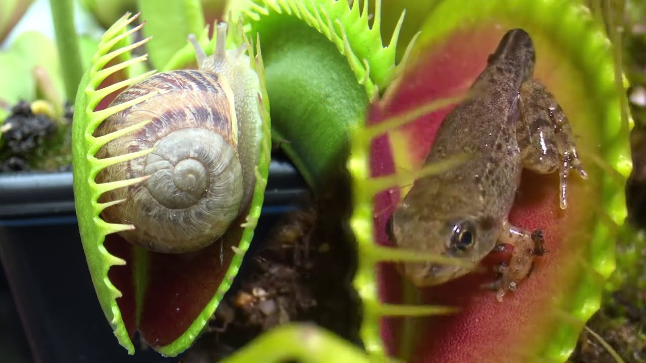 Detail Gambar Bunga Venus Flytrap Nomer 32