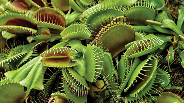 Detail Gambar Bunga Venus Flytrap Nomer 34
