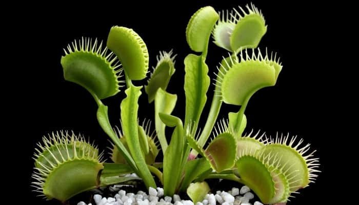 Detail Gambar Bunga Venus Flytrap Nomer 35