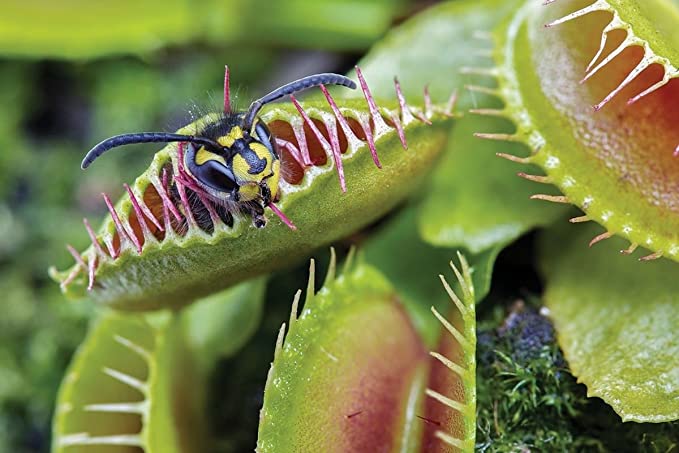 Detail Gambar Bunga Venus Flytrap Nomer 5