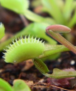 Detail Gambar Bunga Venus Flytrap Nomer 38