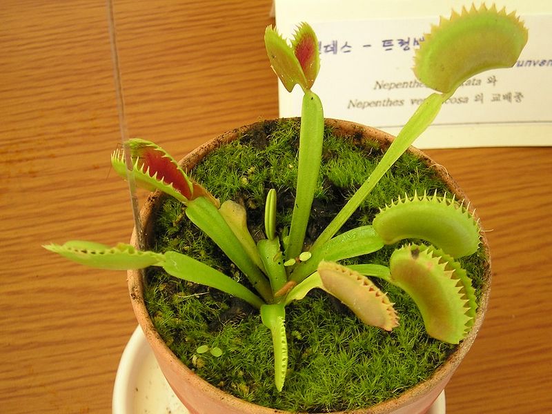 Detail Gambar Bunga Venus Flytrap Nomer 39