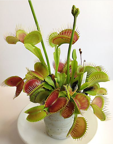 Detail Gambar Bunga Venus Flytrap Nomer 40