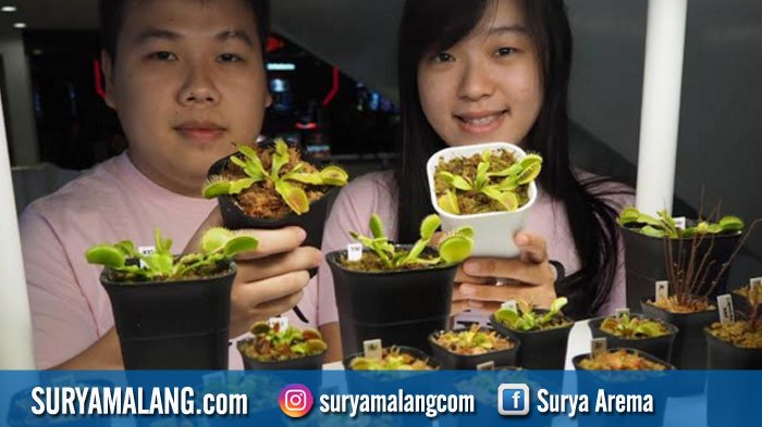 Detail Gambar Bunga Venus Flytrap Nomer 41