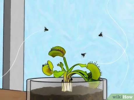 Detail Gambar Bunga Venus Flytrap Nomer 44