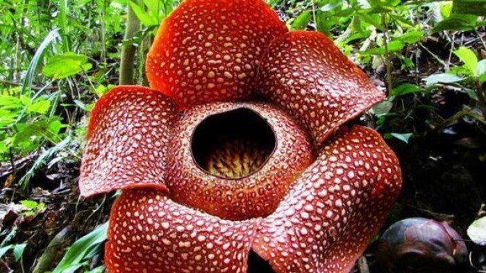 Detail Gambar Bunga Venus Flytrap Nomer 45