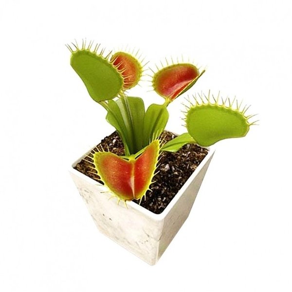Detail Gambar Bunga Venus Flytrap Nomer 46