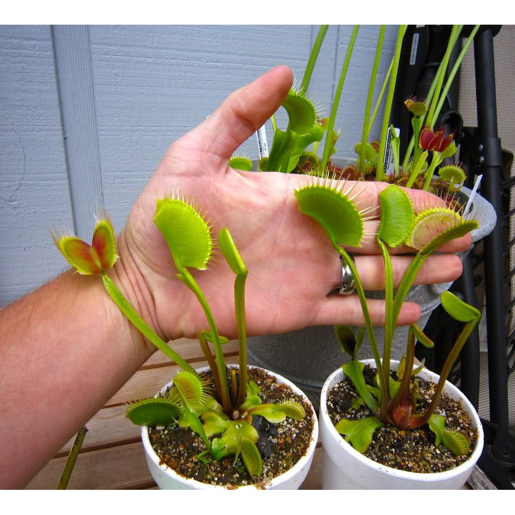 Detail Gambar Bunga Venus Flytrap Nomer 6