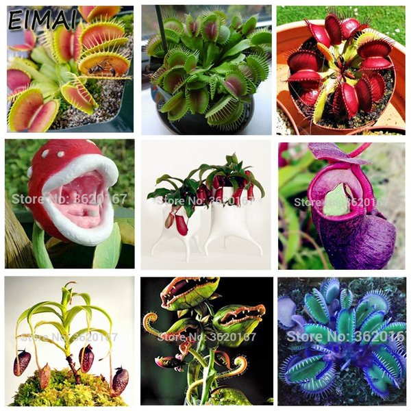 Detail Gambar Bunga Venus Flytrap Nomer 47