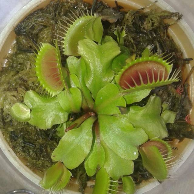 Detail Gambar Bunga Venus Flytrap Nomer 48