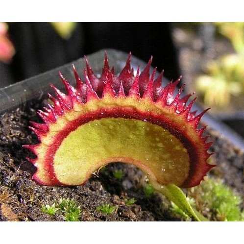Detail Gambar Bunga Venus Flytrap Nomer 49