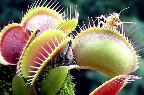 Detail Gambar Bunga Venus Flytrap Nomer 50