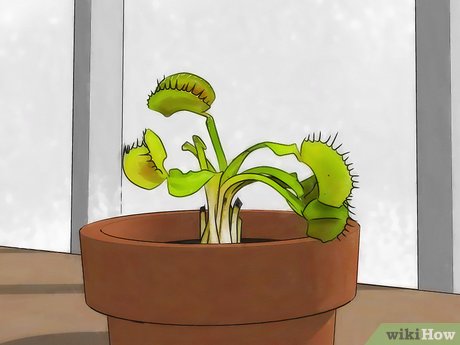 Detail Gambar Bunga Venus Flytrap Nomer 51