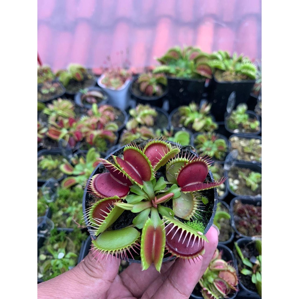 Detail Gambar Bunga Venus Flytrap Nomer 52
