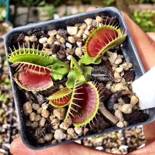 Detail Gambar Bunga Venus Flytrap Nomer 53