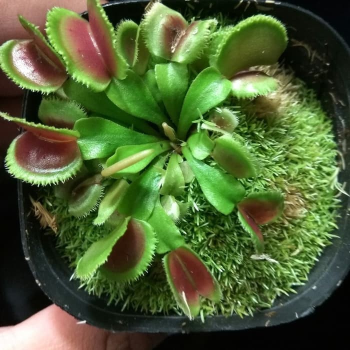 Detail Gambar Bunga Venus Flytrap Nomer 54